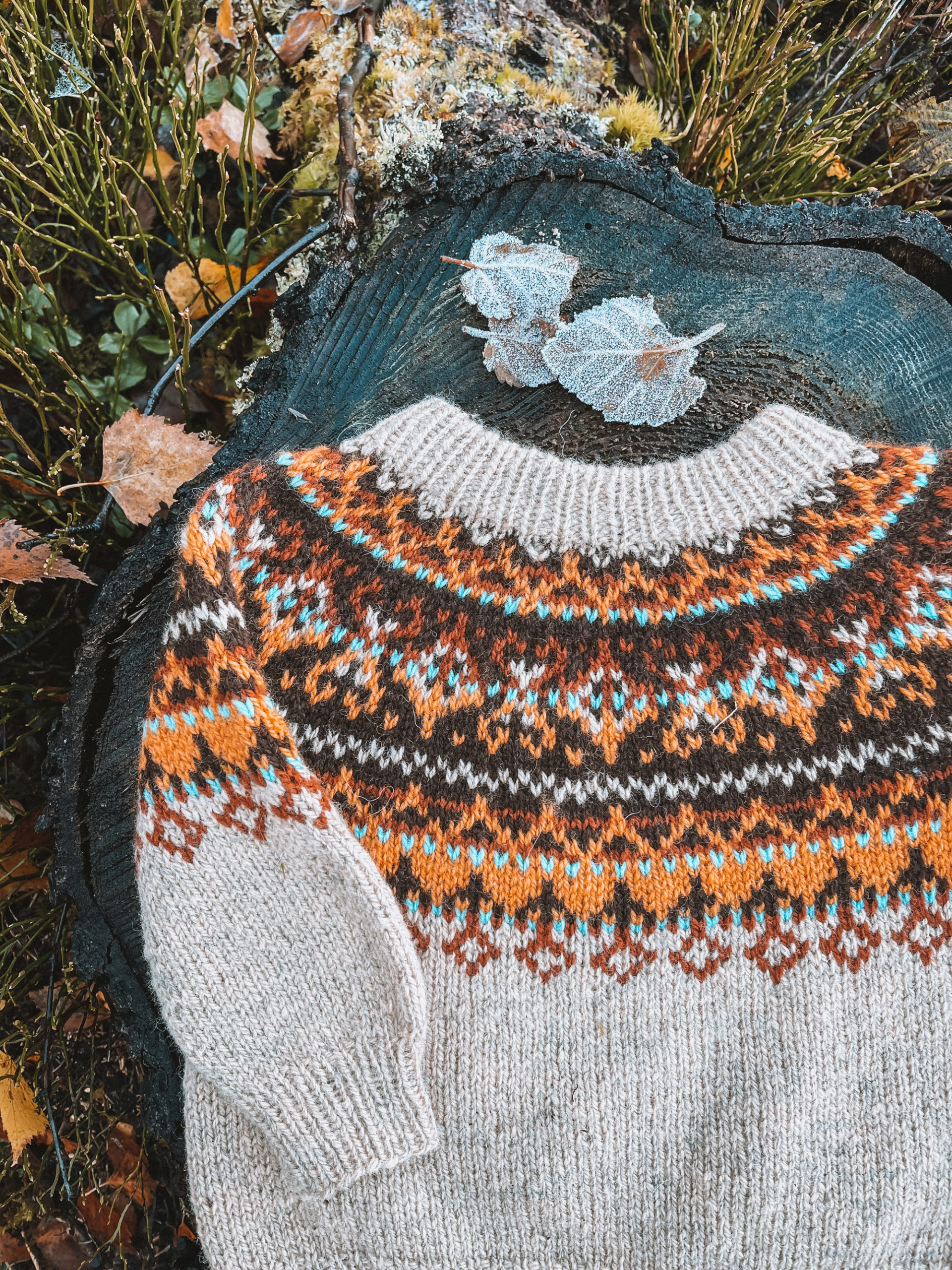 Alasuq barn, kamel (Sol) - Bilde 2